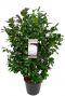 Camellia japonica centifolia alba p29