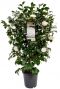 Camellia japonica centifolia alba p29 plant