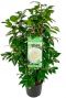 Camellia japonica matterhorn