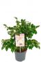 Camellia japonica winter perfume pearl tuinplant p15
