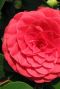 Camellia reticulata black lace gartenpflanze