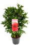 Camellia reticulata black lace plant