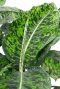 Dieffenbachia Reflector