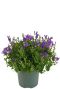 Campanula ambella intense purple p10