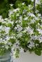 Campanula ambella white p10 gartenpflanze
