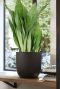 Capi pot sansevieria