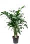 Caryota Mitis zimmerpflanze