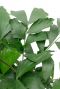 Caryota mitis huisplant 3