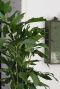 Caryota mitis vissenstaartpalm 1 1