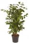 Caryota mitis vissenstaartpalm 3