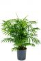 Chamaedorea elegans hydrocultuur 1