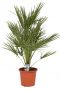 Chamaerops Humilis