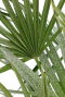 Alocasia Branchifolia Pink Passion blad