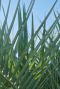 Chamaerops humilis gartenpflanze p18 1