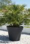 Chamaerops humilis p35 gartenpflanze