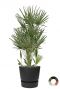 Chamaerops palm in pot