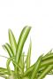 Chlorophytum variegatum sfeer 2