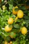 Citrus lemon gartenpflanze 1