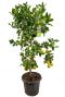 Citrus lemon planten p40
