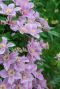 Clematis hagley hybrid gardenpflanze