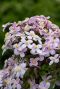 Clematis montana tetrarose gartenpflanze 14