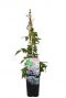Clematis montana tetrarose plant 14