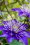 Clematis multi blue gardenpflanze p23 1