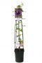 Clematis multi blue planten p23