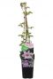Clematis nelly moser plant p14
