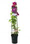 Clematis rouge cardinal bloem