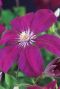 Clematis rouge cardinal gardenpflanze