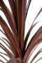 Cordyline australis blad