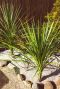 Cordyline australis gartenpflanze p21