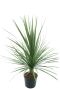 Cordyline australis p21