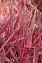 Cordyline australis red star gartenpflanze