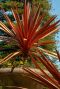 Cordyline australis red star p26