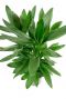 Cordyline glauca 1