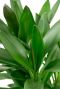 Cordyline plant 3