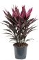 Cordyline tango Keulen Lilie