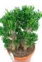 Crassula horntree