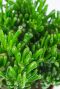 crassula blatt