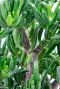 Crassula sukkulente