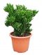 Crassula horntree groß