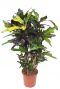 Croton excellent 1