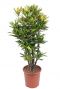 Croton Yellow Banana