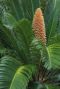 Cycas revoluta gartenpflanze p14