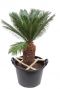 Cycas revoluta kamerplant palm
