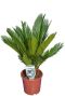 Cycas revoluta p14