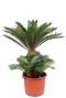 Cycas revoluta palm plant
