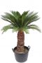 Cycas revoluta plant palm